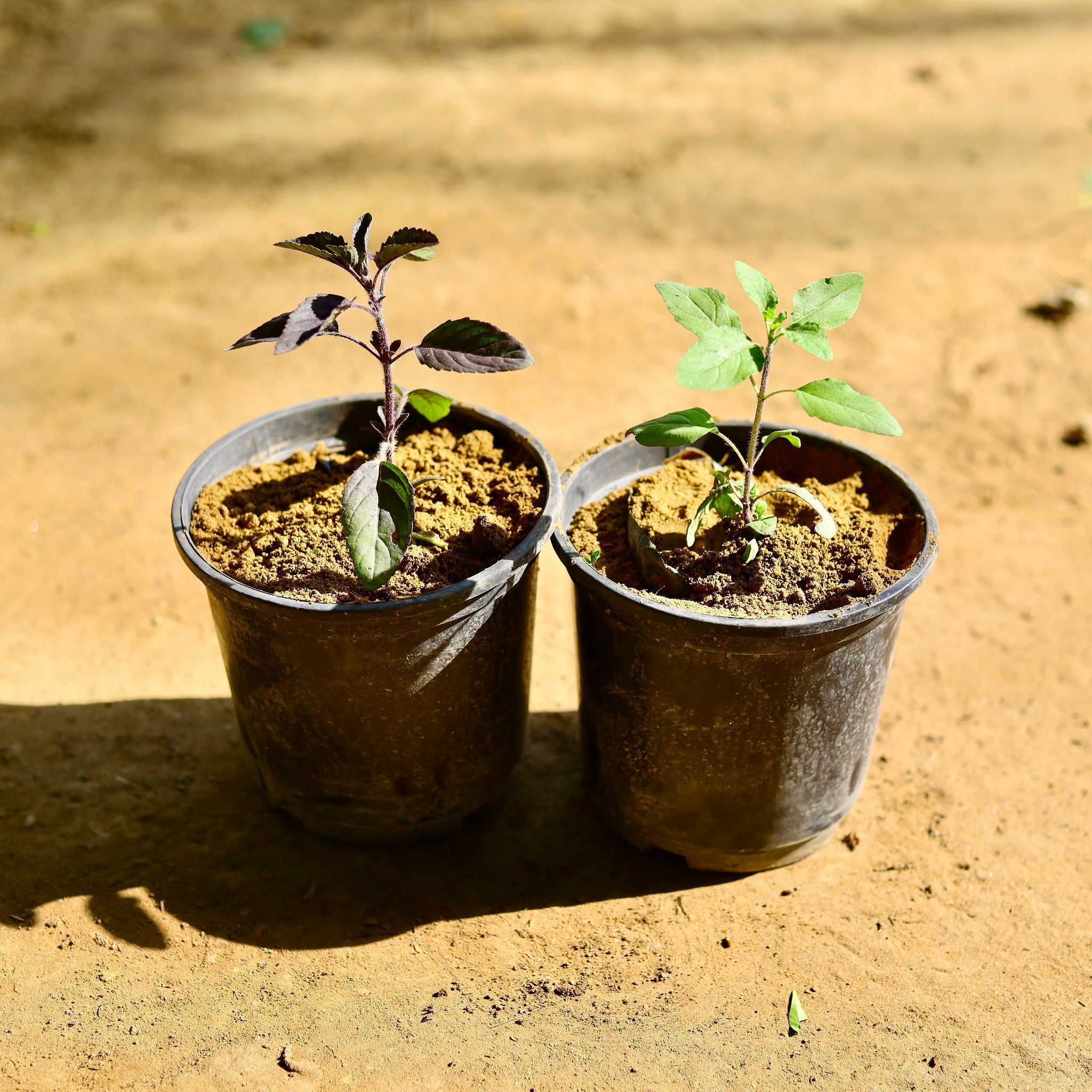 Set of 2 - Tulsi (Rama & Shyama) in 5 Inch Nursery Pot