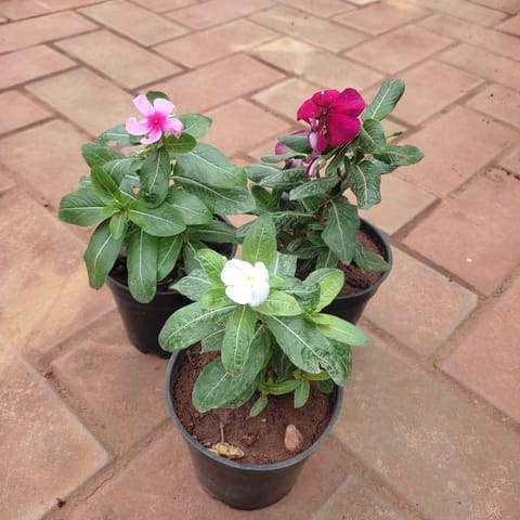 Set of 3 - Vinca / Periwinkle / Sadabahar (White, Dark & Light Pink) in 4 Inch Nursery Pot