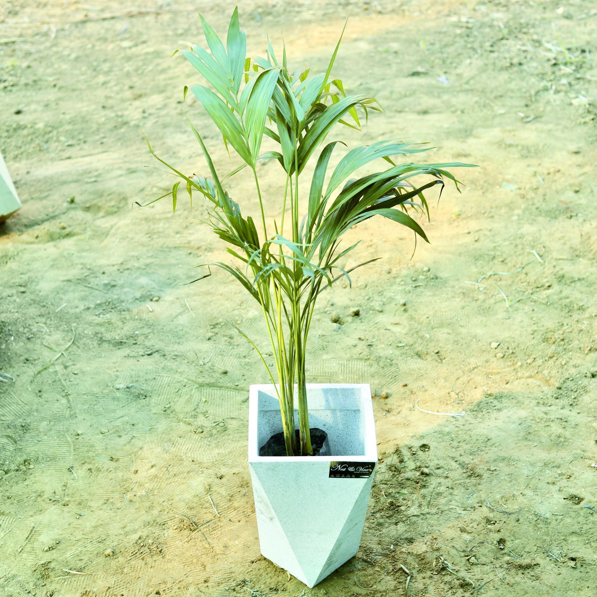 Areca (~ 2.5 Ft) in 8 X 12 Inch White Premium Fantasia Fiberglass Planter