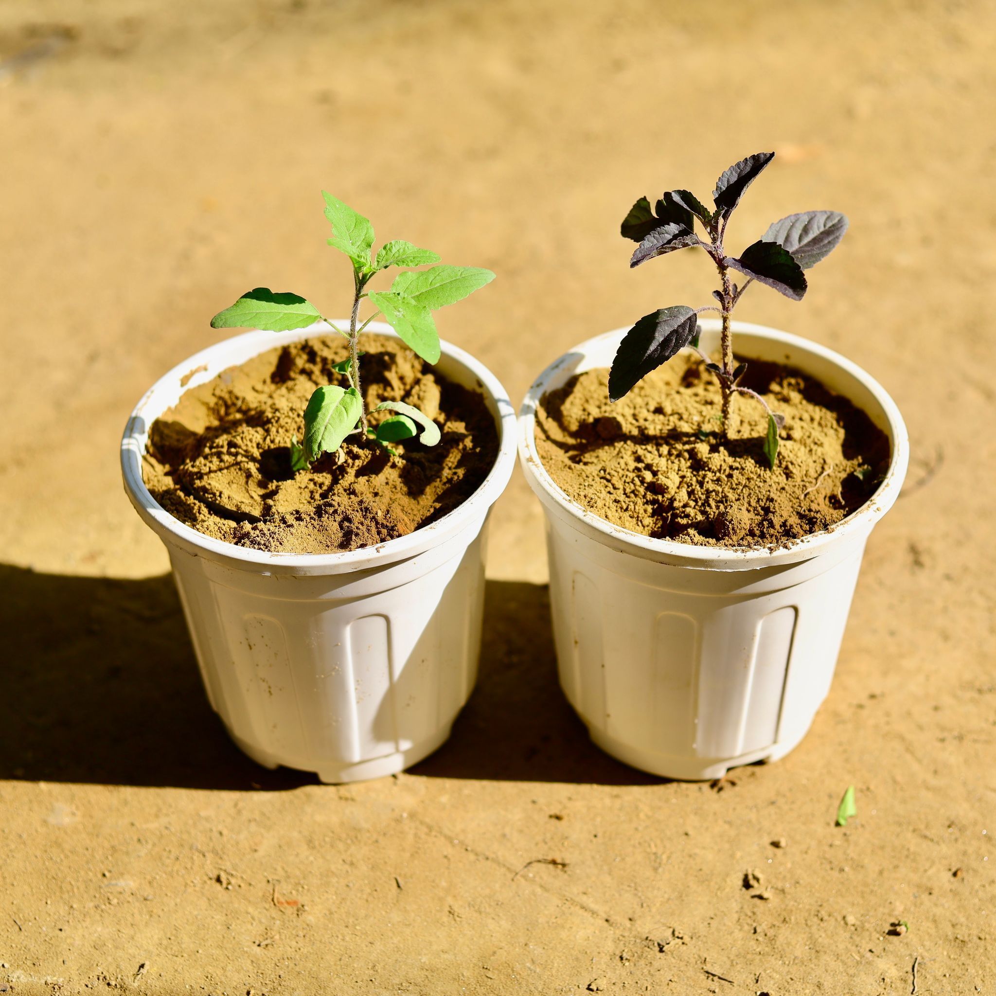 Set of 2 - Tulsi (Rama & Shyama) in 6 Inch White Super Nursery Pot
