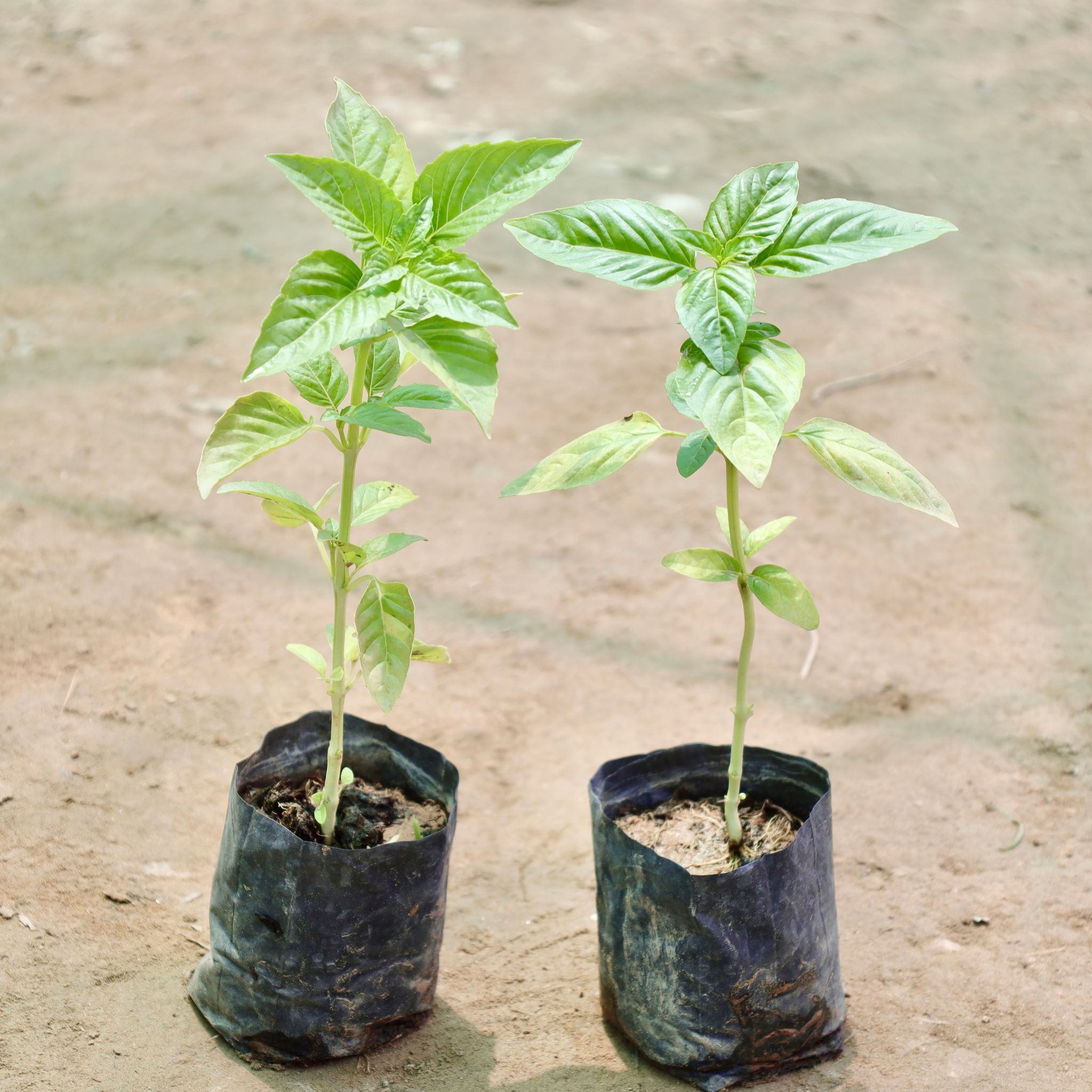 Set of 2 - Tulsi / Basil in 4 Inch Nursery Bag