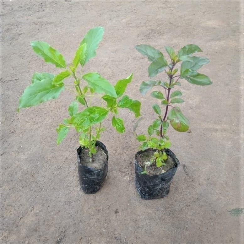 Set of 2 - Tulsi Plants in 3 Inch Nursery Bag