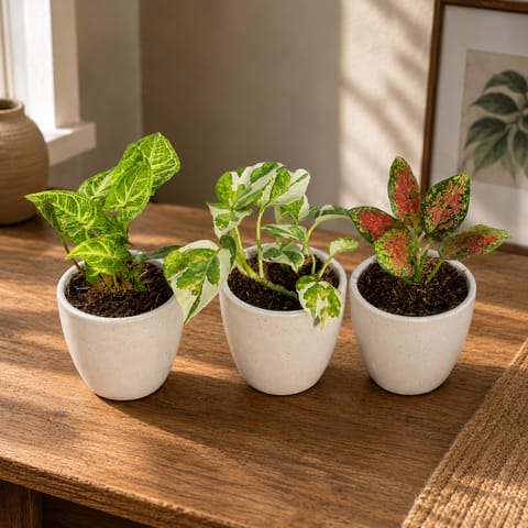 Indoor Table Top Plants - Set of 3 - Syngonium Alba Dwarf, Money Plant N'Joy & Aglaonema Pink Dalmatian in 4 Inch Classy White Cup Ceramic Pot