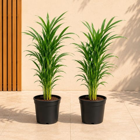 Fresh Space Duo - Set of 2 - Areca Palm (~ 2 Ft) in 6 Inch Nursery Pot | Instant Green Decor | Indoor Plants Combo