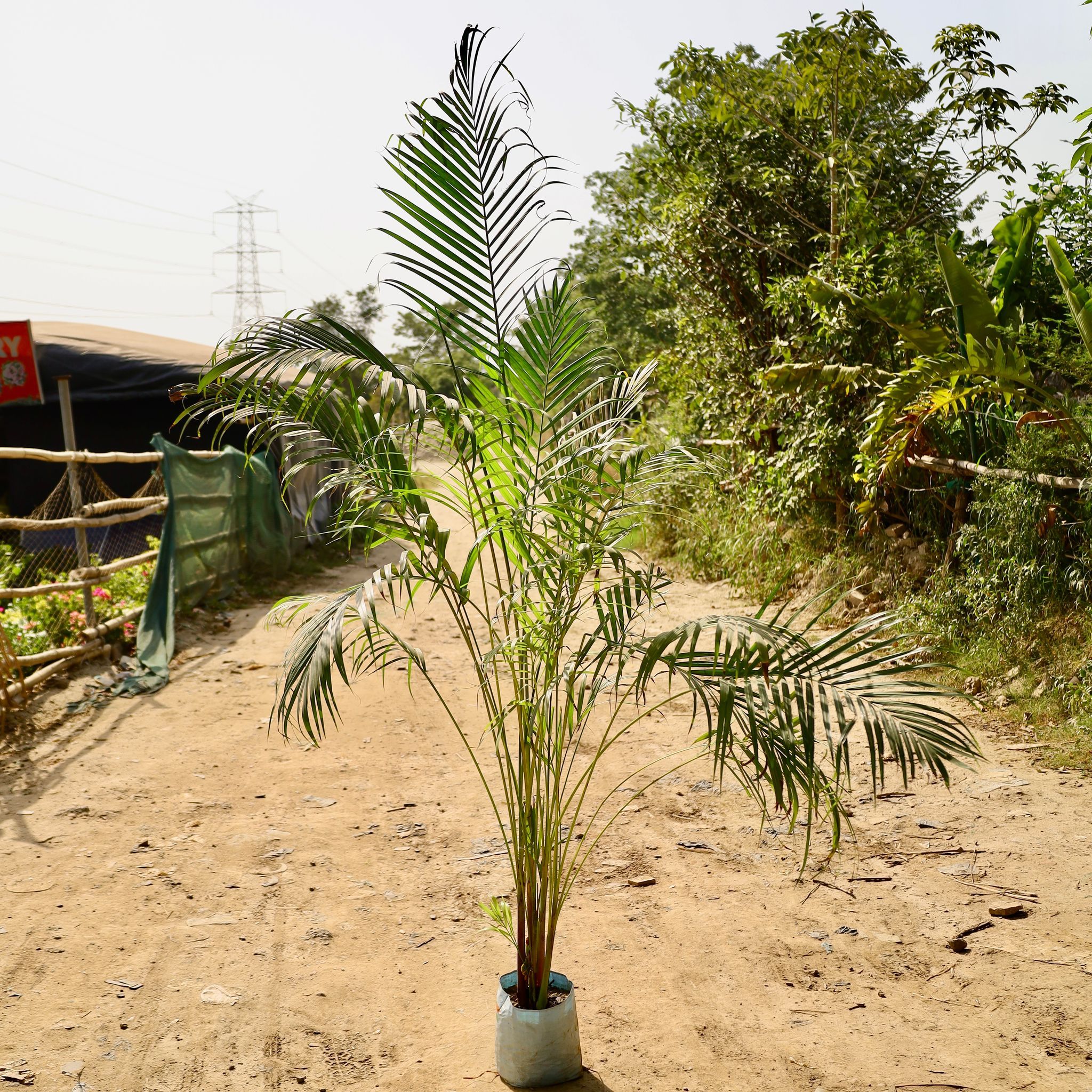 Areca Palm� in 10 inch Nursery Bag