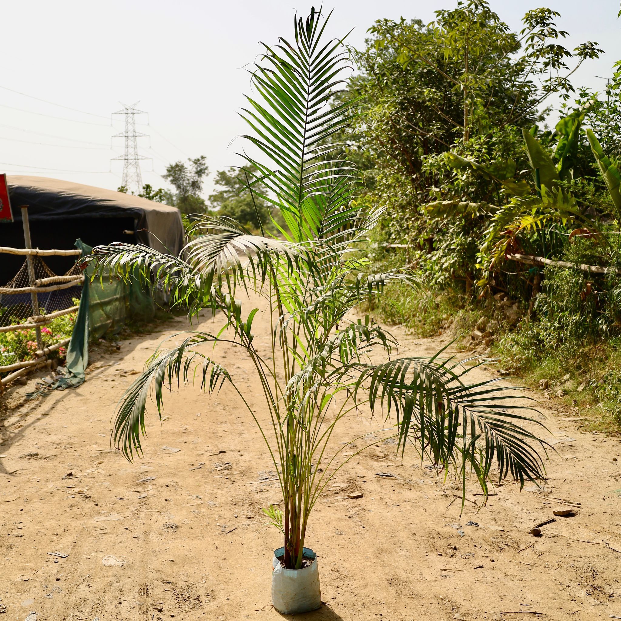 Areca Palm� in 10 inch Nursery Bag