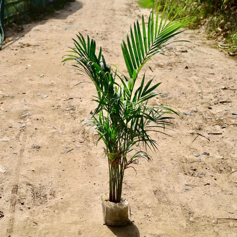 Areca Palm� in 8 inch Nursery Bag