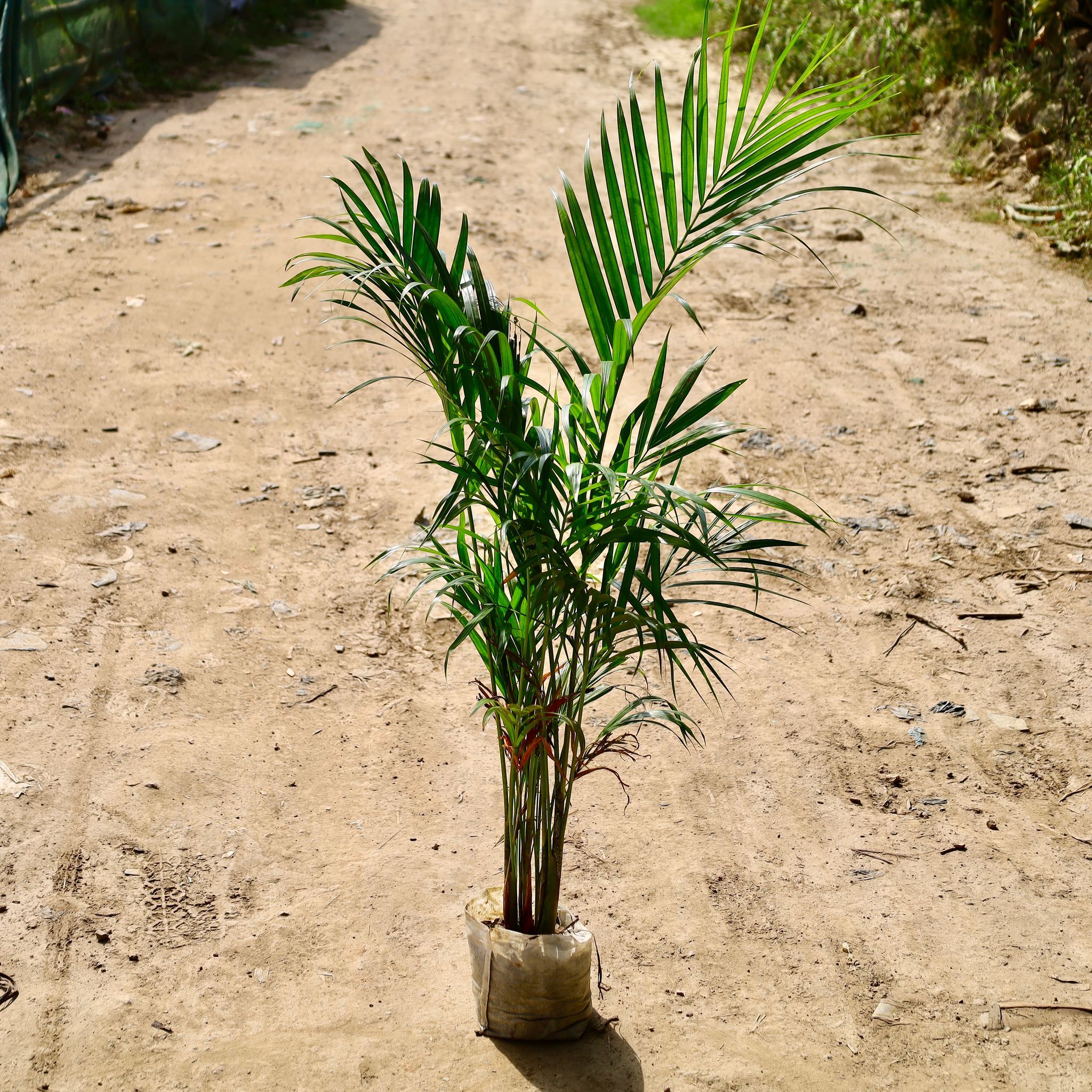 Areca Palm� in 8 inch Nursery Bag