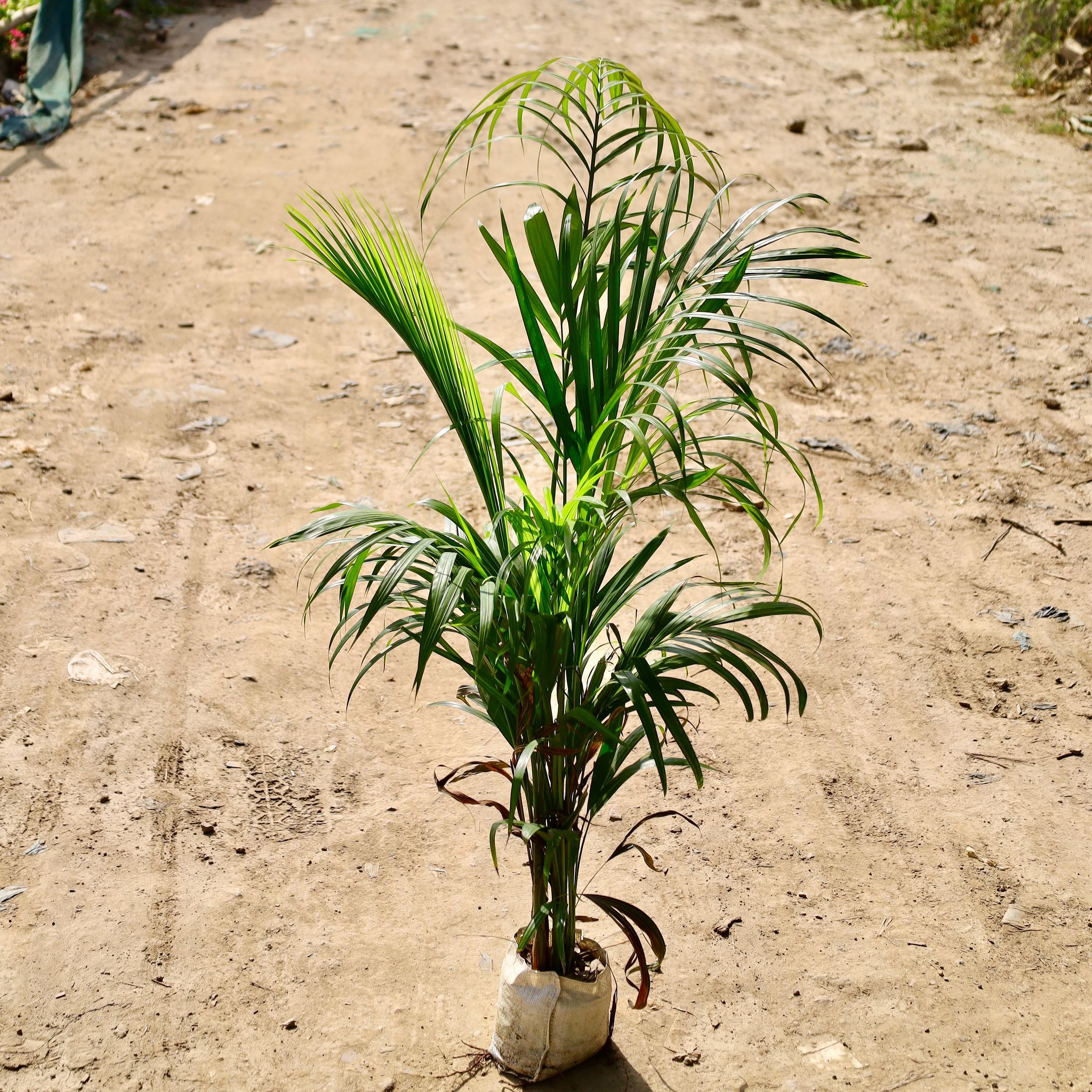 Areca Palm� in 8 inch Nursery Bag