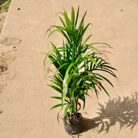 Areca Palm� in 6 inch Nursery Bag