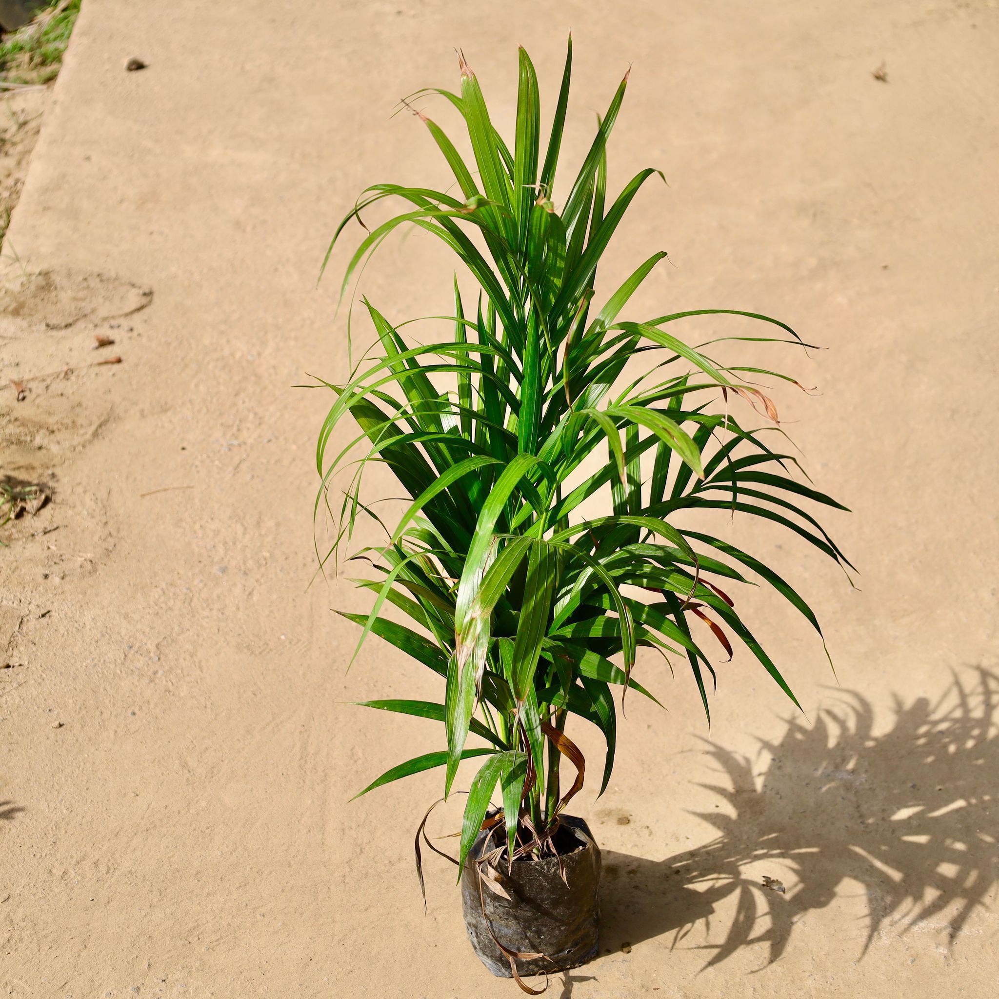Areca Palm� in 6 inch Nursery Bag