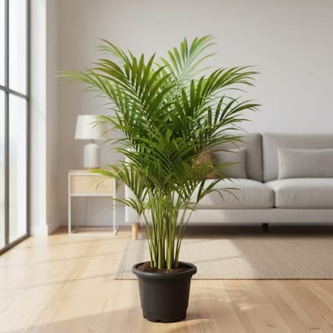 Areca Palm (~ 3 Ft) in 8 Inch Nursery Pot | Air Purifying | Home Decor