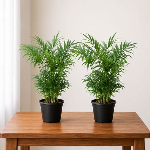 Indoor Plants: Set of 2 - Areca Palm (~1 Ft) in 4 Inch Nursery Pot