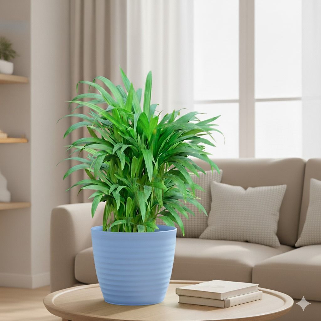 Gift Ready - Areca Palm (~ 1 Ft) in 5 Inch Elvan Blue Avora Premium Plastic Planter