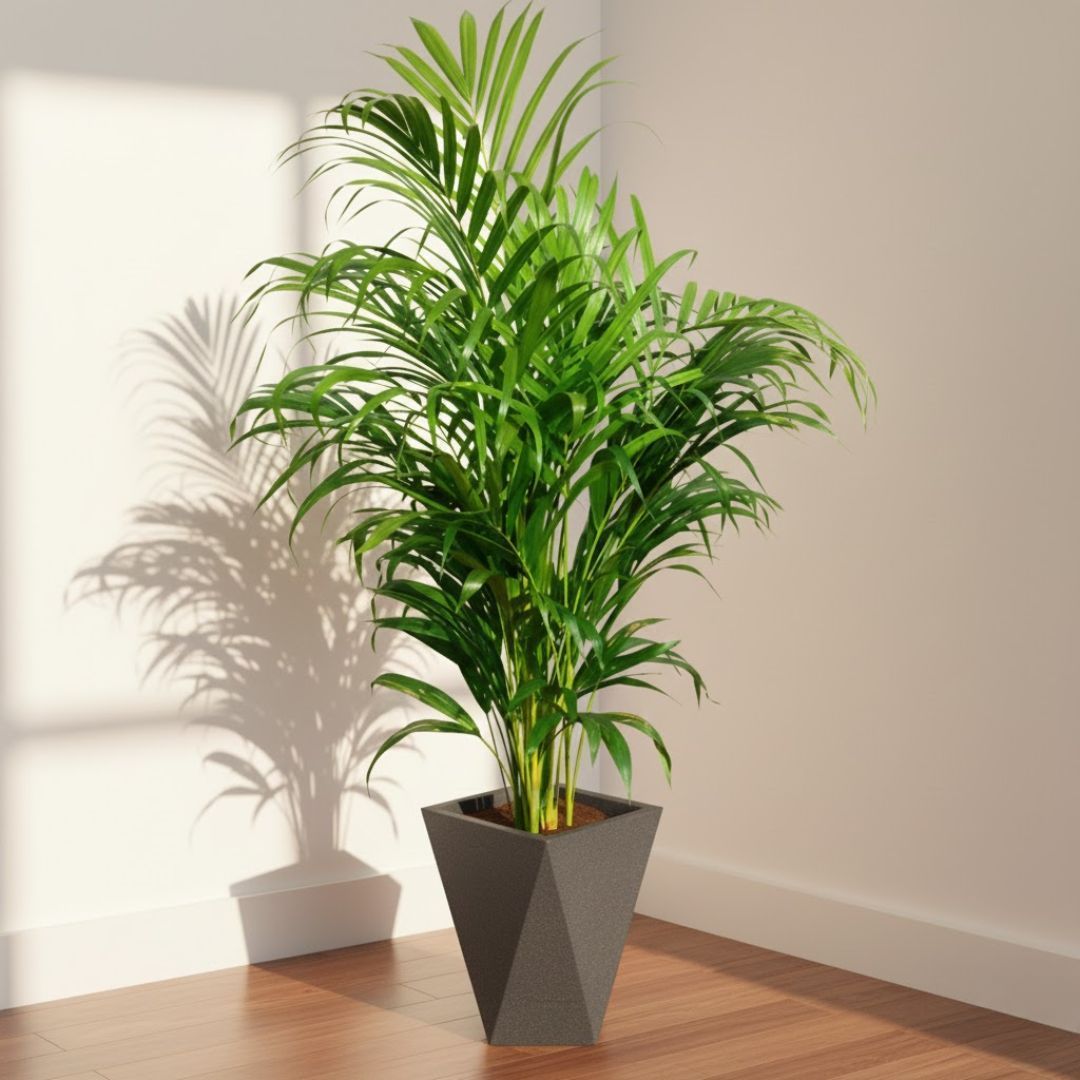 Areca Palm (~ 3 Ft) in 8 X 12 Inch Grey Premium Fantasia Fiberglass Planter