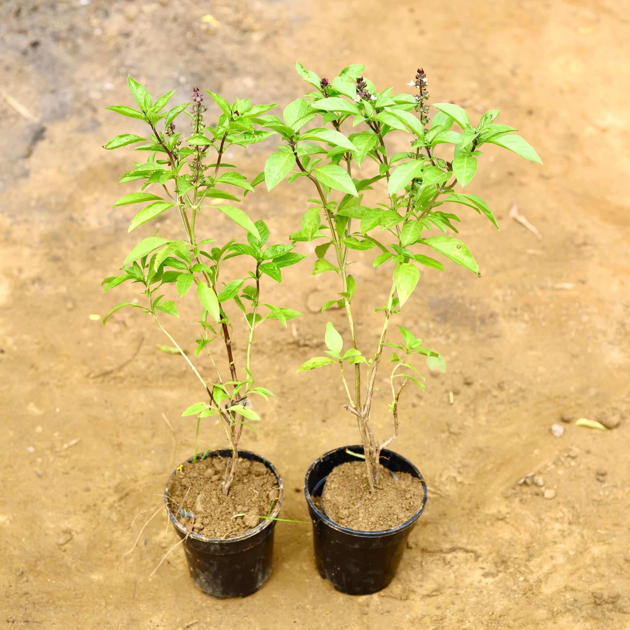 Set of 2 - Rama Tulsi in 5 Inch Nursery Pot