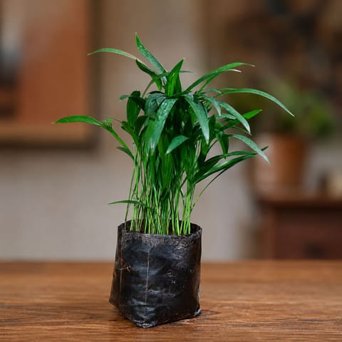 Areca Palm (~ 1 Ft) in 5 Inch Nursery Bag