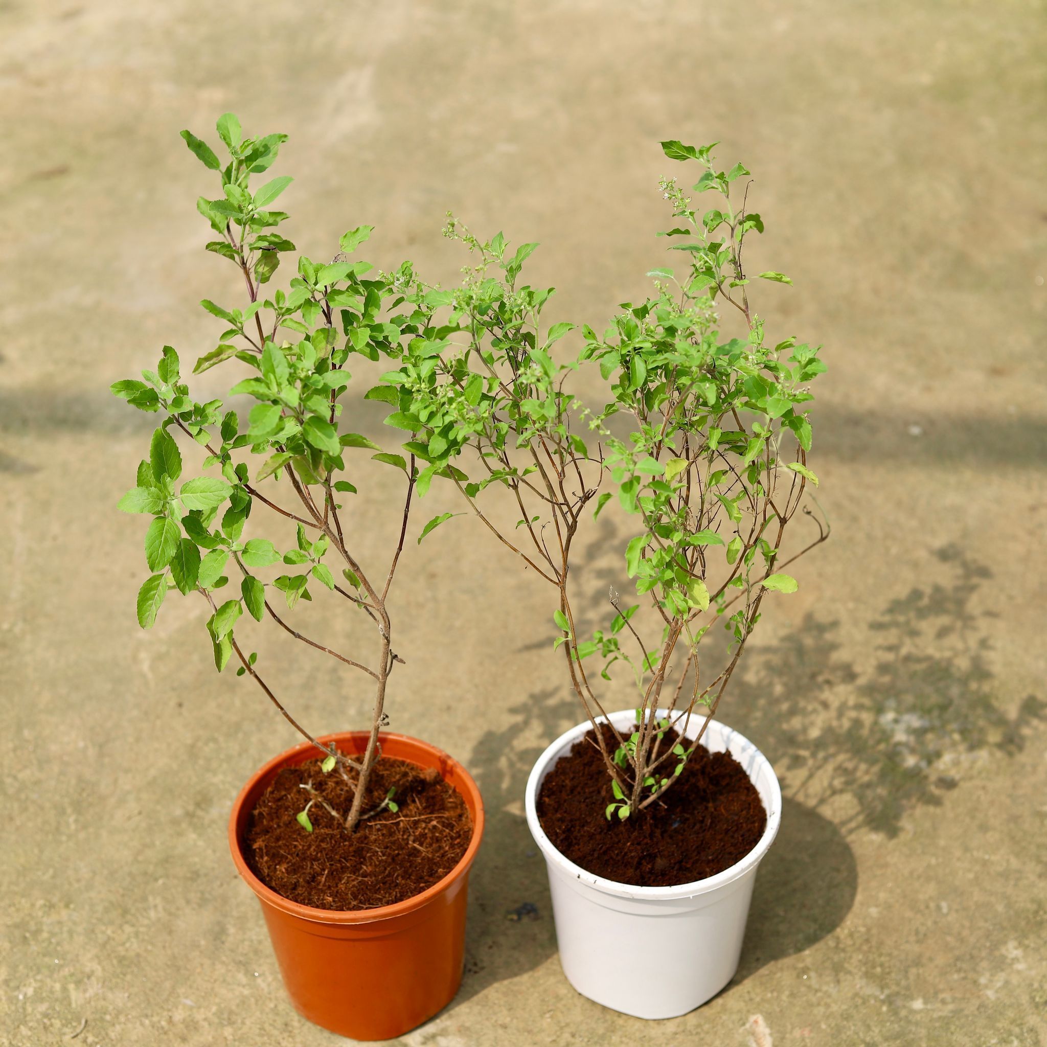 Set of 2 - Rama Tulsi in 6 Inch Red & White Nursery Pot