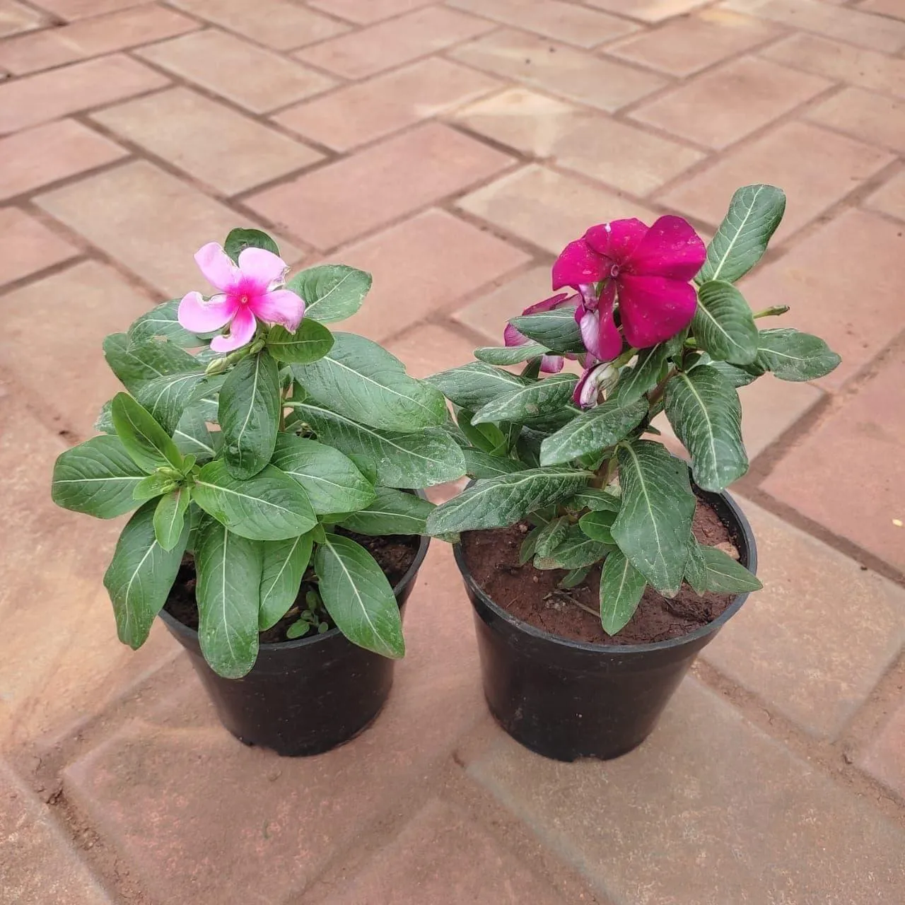 Set of 2 - Vinca / Periwinkle / Sadabahar (Dark & Light Pink) in 4 Inch Nursery Pot