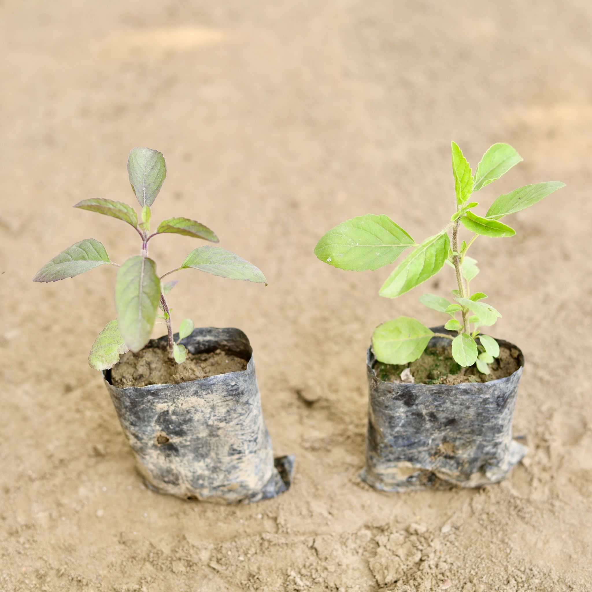 Set of 2 - Shyama & Rama Tulsi in 3 Inch Nursery bag