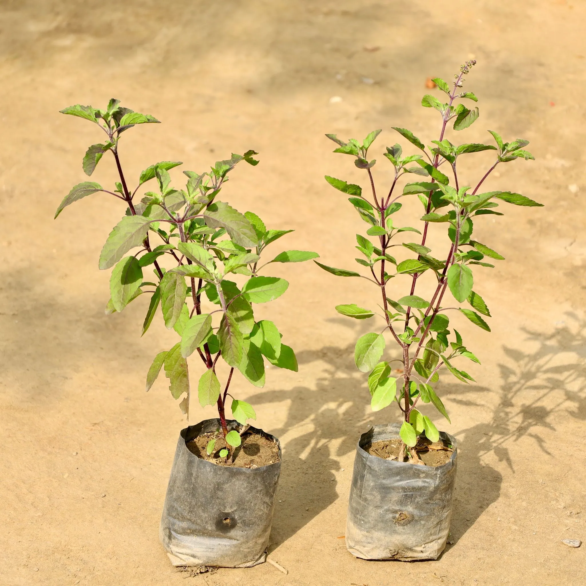 Set of 2 - Shyama Tulsi in 4 Inch Nursery bag