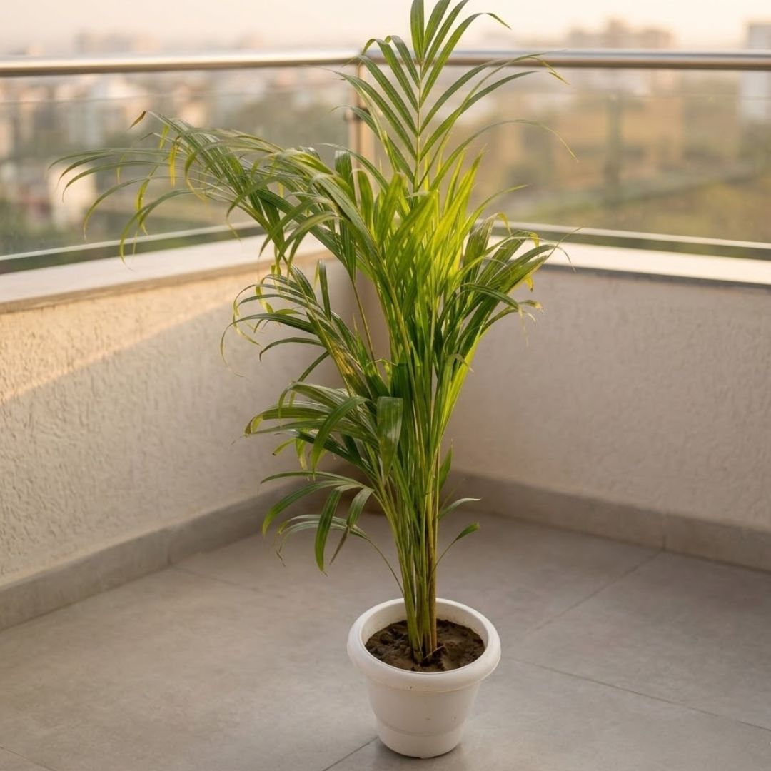 Two Areca Palm (~ 3 ft) in 8 Inch Classy White Plastic Pot