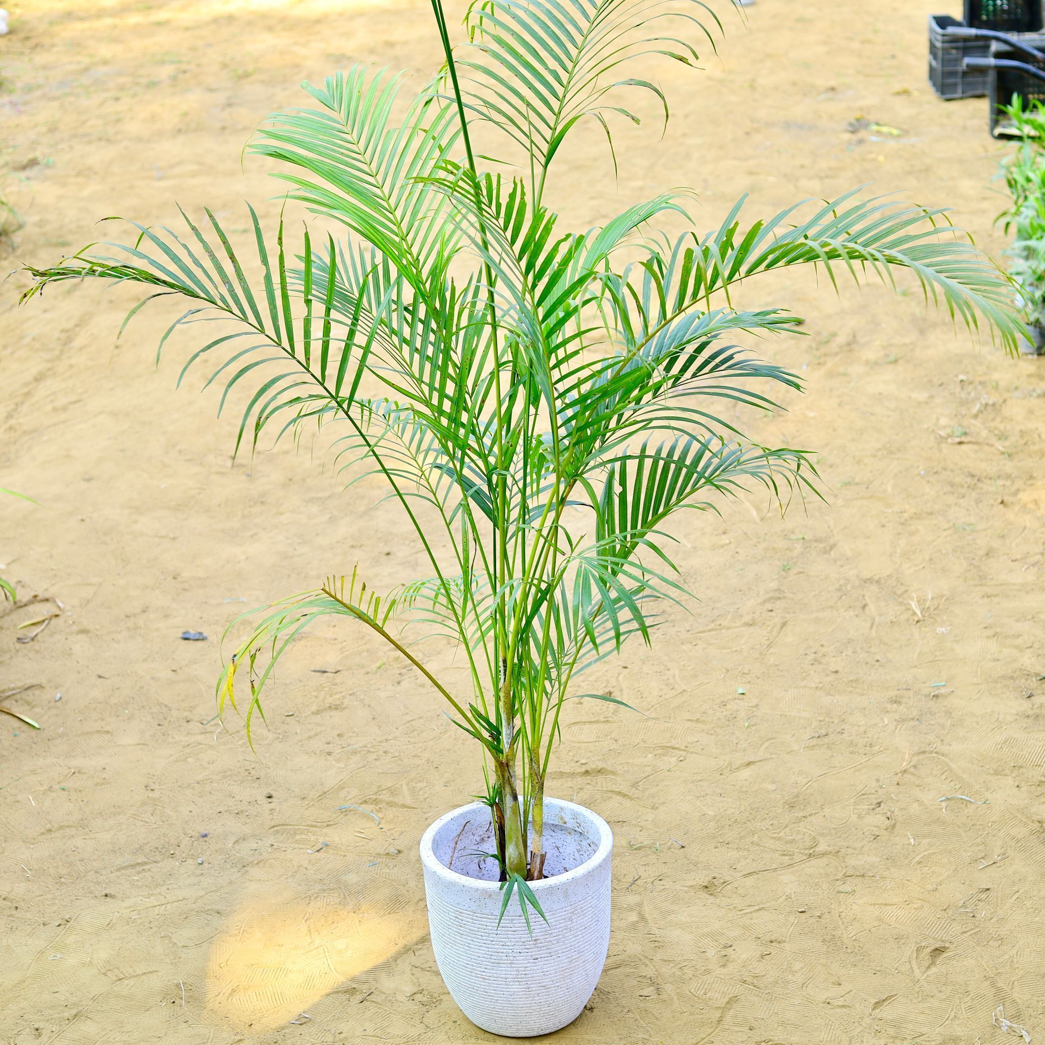 Areca (~ 4 Ft) in 12 X 12 Inch White Premium Orbis Fiberglass Planter