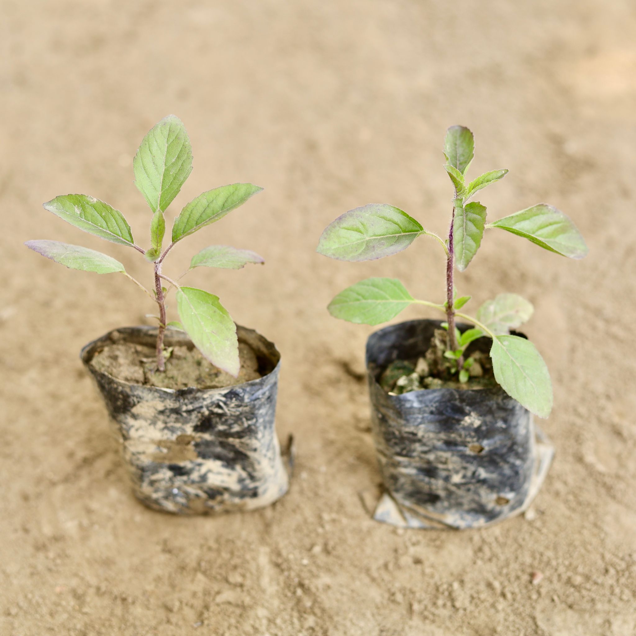 Set of 2 - Shyama Tulsi in 3 Inch Nursery bag