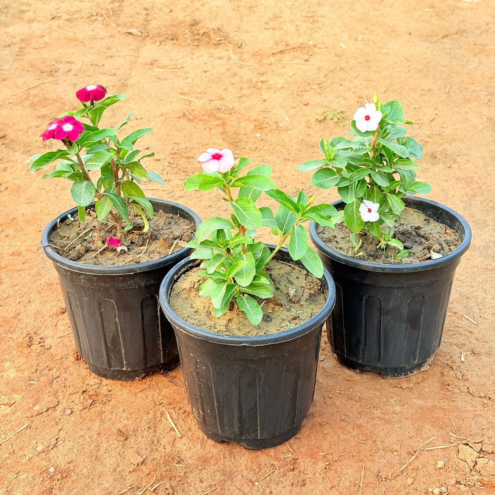 Set of 3 - Periwinkle (any colour) in 6 Inch Nursery Pot