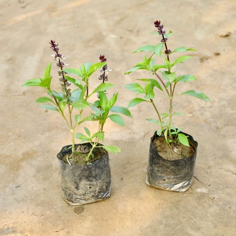 Set of 2 - Sweet Basil / Marwa Tulsi in 4 Inch Nursery Bag
