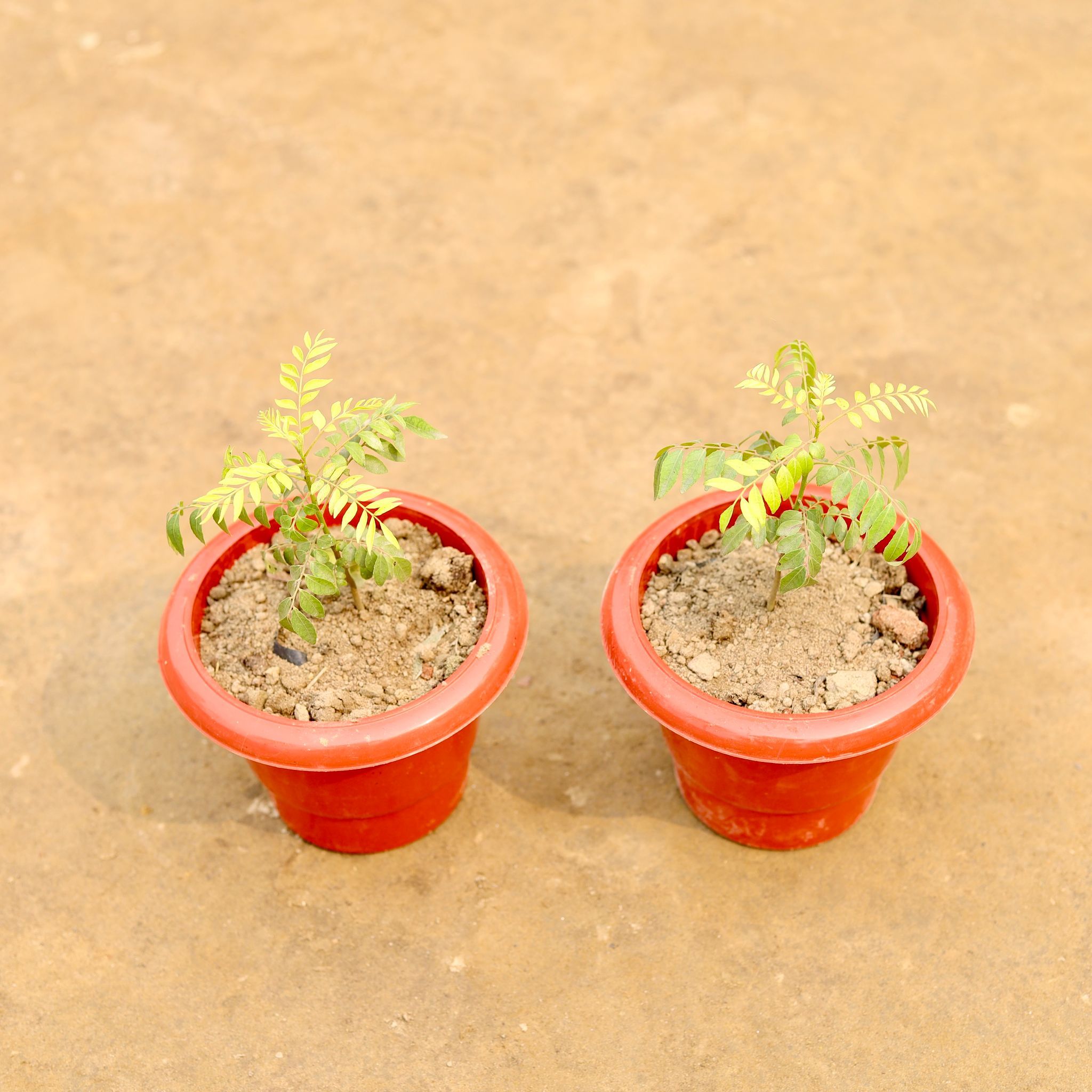 Set of 2 - Curry Patta in 6 Inch Classy Red Plastic Pot