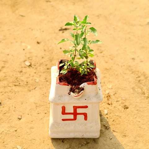 Rama Tulsi in 8 Inch White Tulsi Ceramic Pot