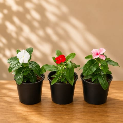 Set of 3 - Periwinkle / Vinca / Sadabahar ( Red, White & Pink) in 4 Inch Nursery Pot