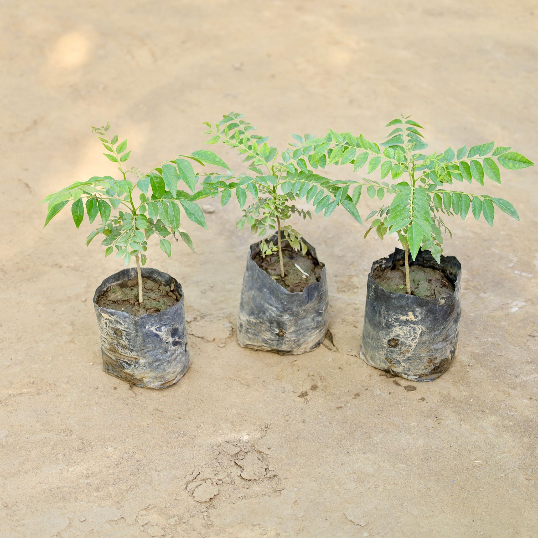Set of 3 - Curry Patta in 4 Inch Nursery bag