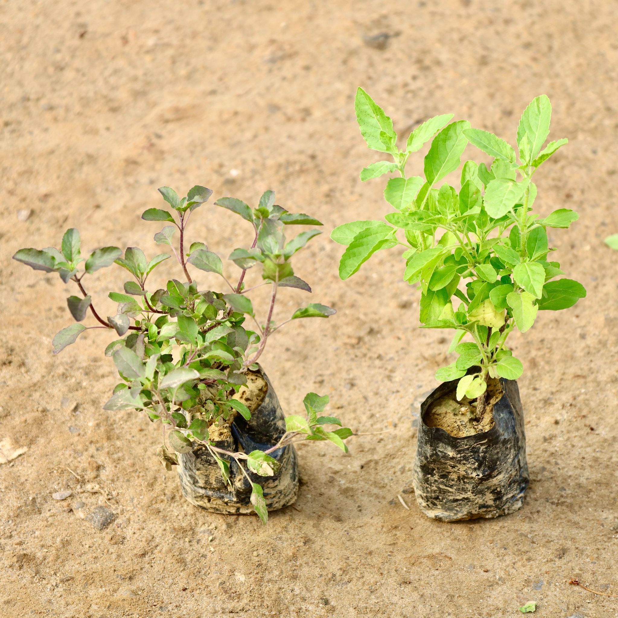 Set of 2 - Rama & Shyama Tulsi in 4 Inch Nursery Bag