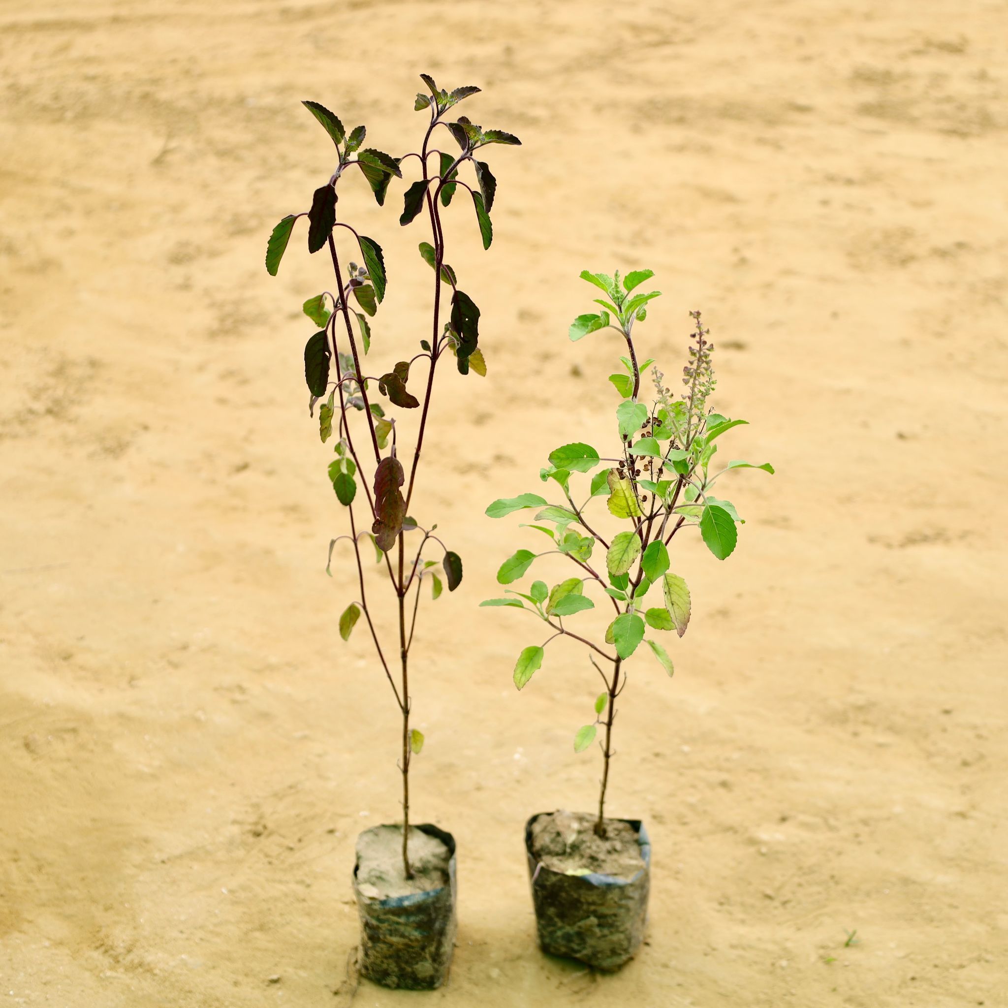 Set of 2 - Rama & Shyama Tulsi in 4 Inch Nursery Bag