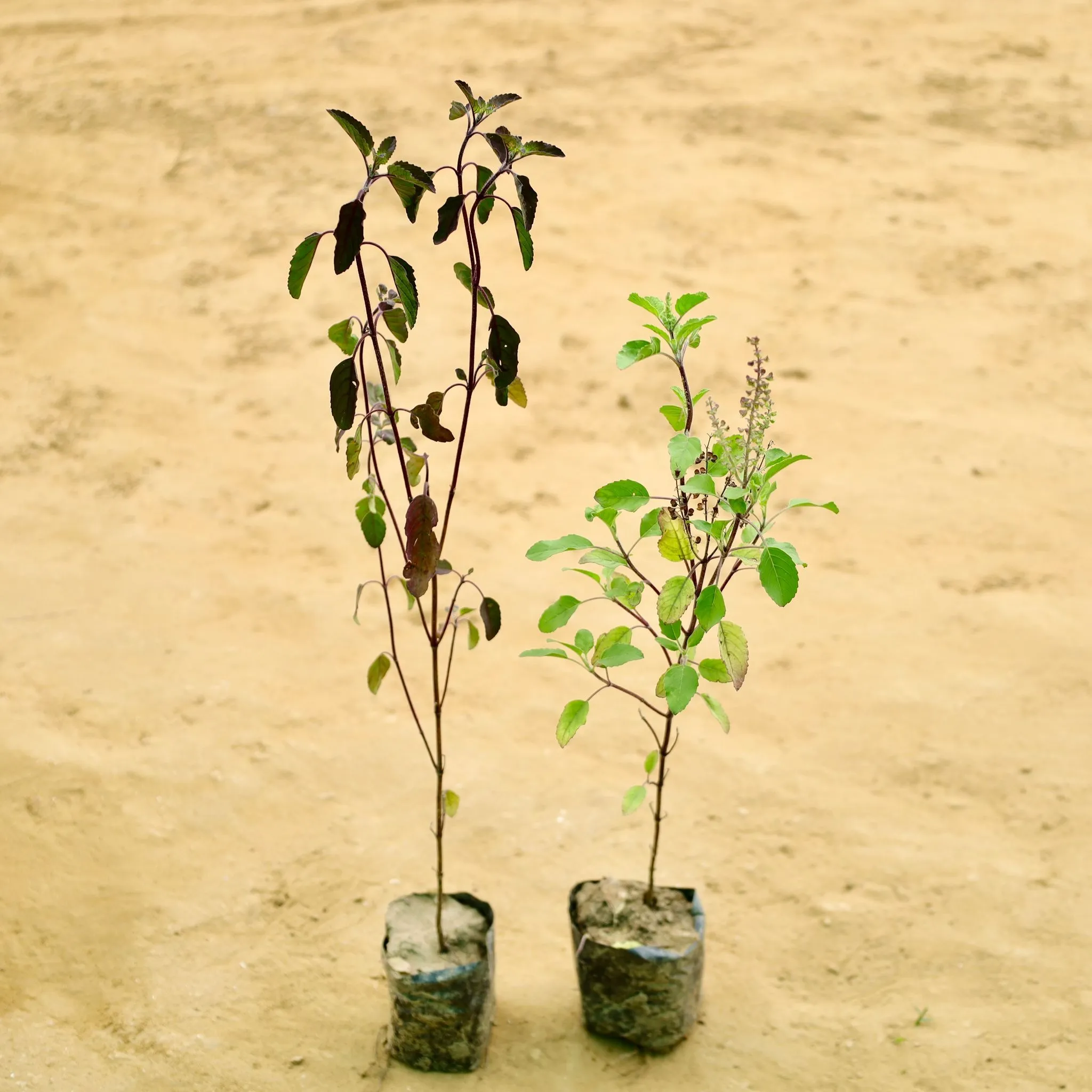 Set of 2 - Rama & Shyama Tulsi in 4 Inch Nursery Bag