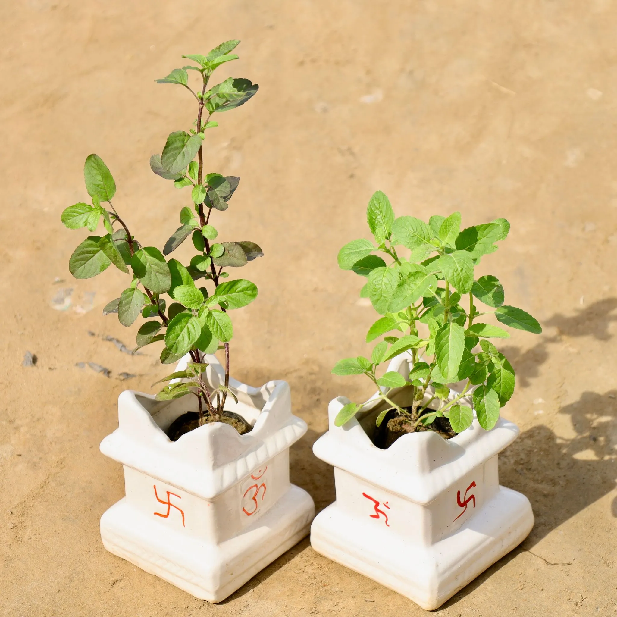 Set of 2 - Rama & Shyama Tulsi in 5 X 6 Inch Ceramic Tulsi Planter