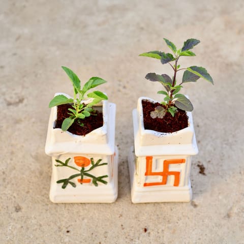 Set of 2 - Rama & Shyama Tulsi in 6 Inch Tulsi Designer Ceramic Pot (any colour)