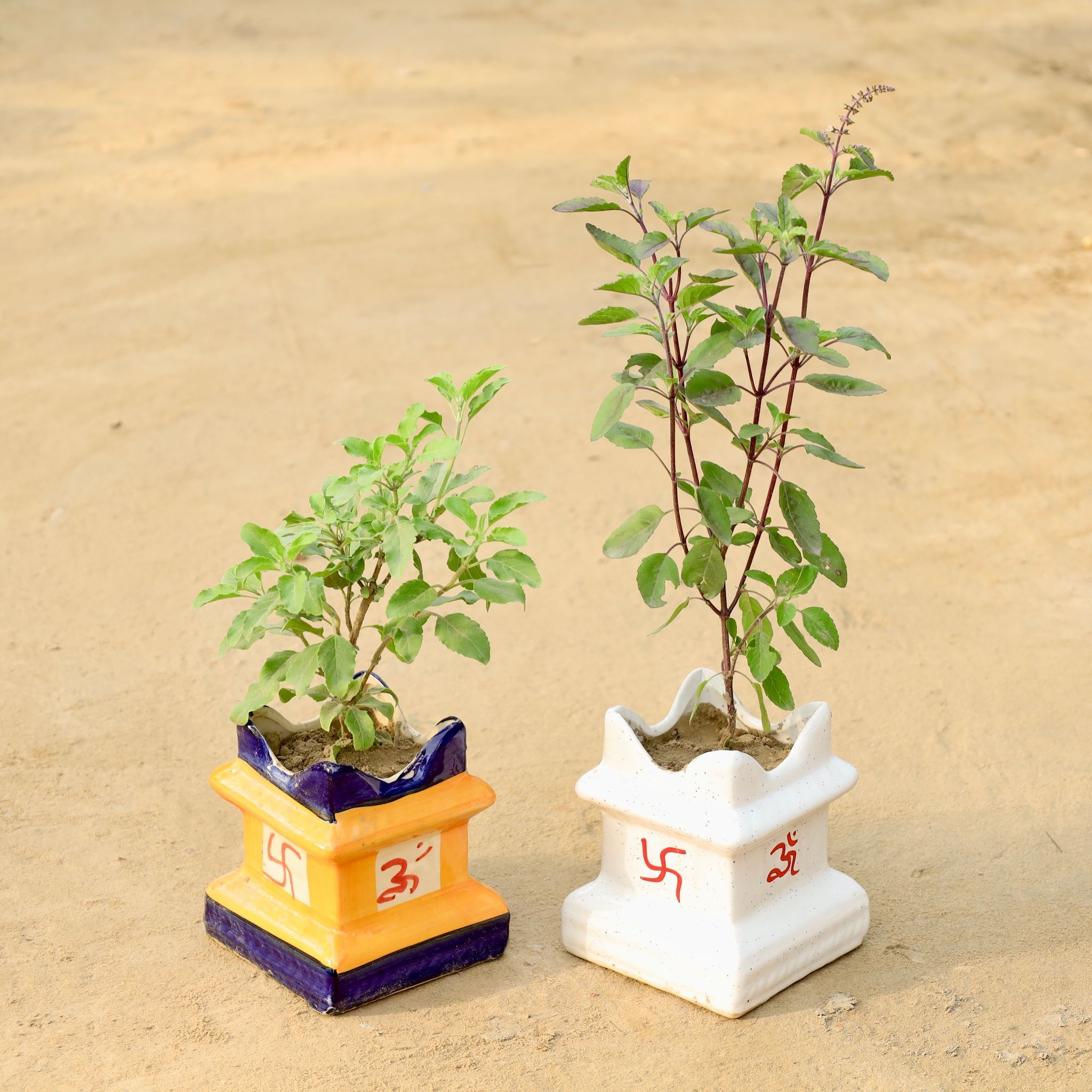 Set of 2 - Rama & Shyama Tulsi in 6 Inch Tulsi Designer Ceramic Pot (Any Colour)