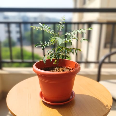 Curry Patta in 8 Inch Classy Red Plastic Pot with Tray