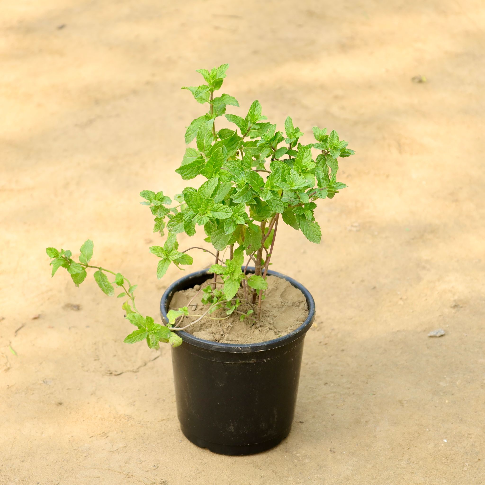 Rama Tulsi in 6 Inch Nursery Pot