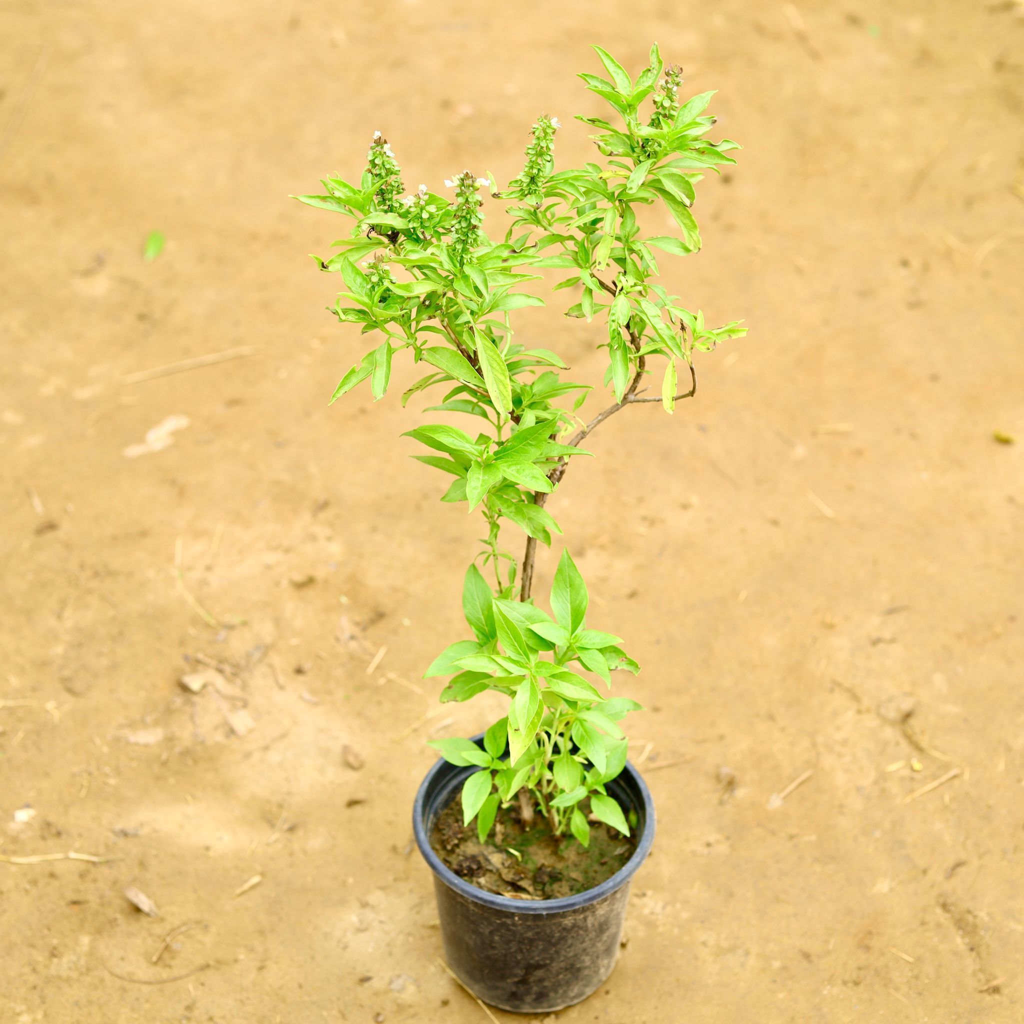 Rama Tulsi in 6 Inch Nursery Pot