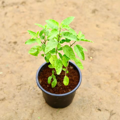 Rama Tulsi in 6 Inch Nursery Pot