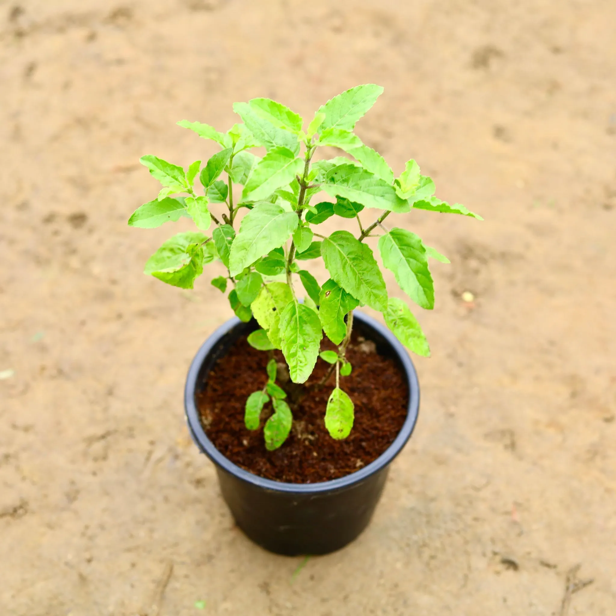 Rama Tulsi in 6 Inch Nursery Pot