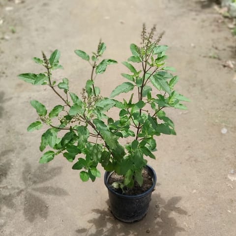 Rama Tulsi in 6 Inch Nursery Pot