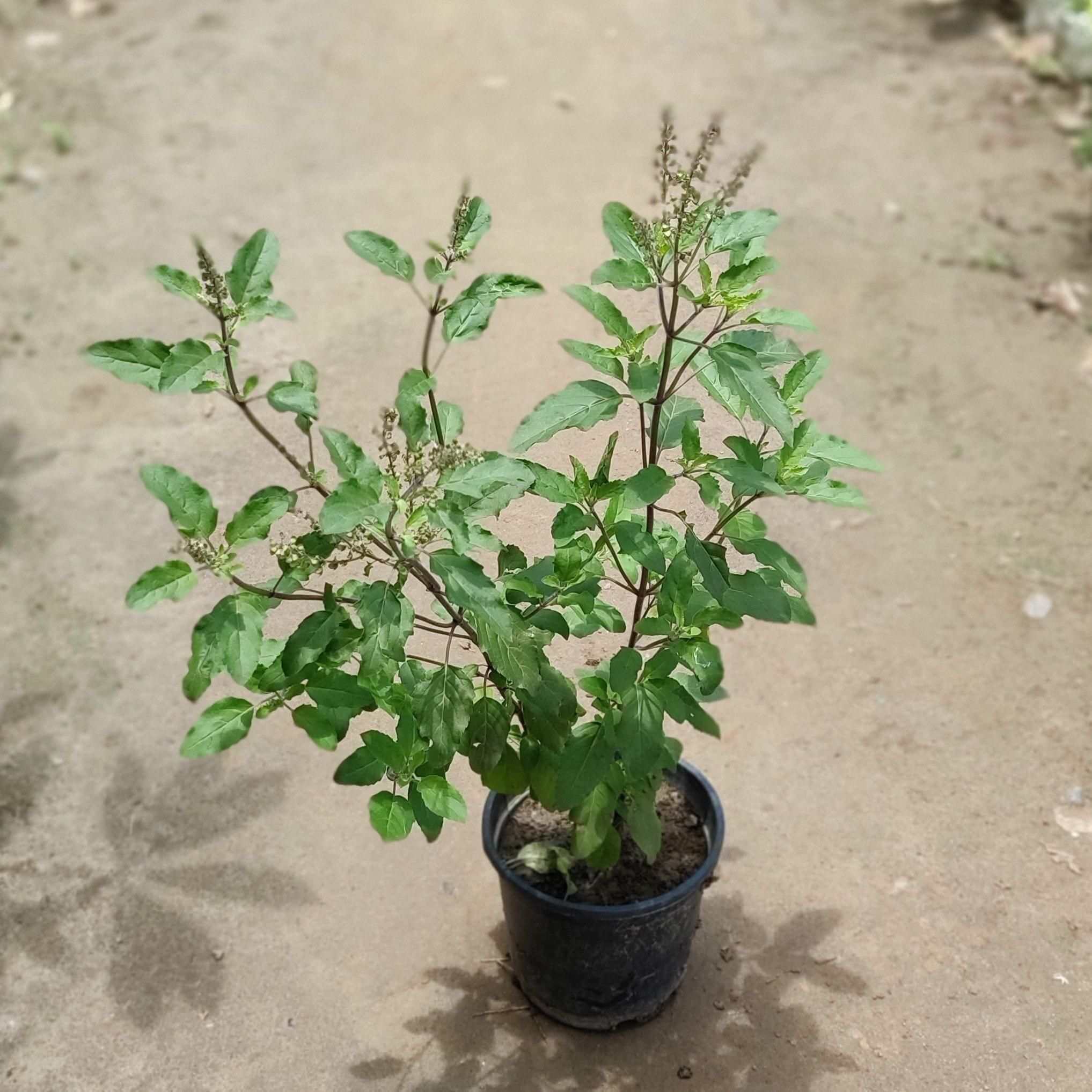 Rama Tulsi in 6 Inch Nursery Pot