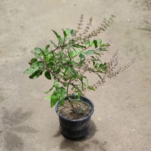 Rama Tulsi in 6 Inch Nursery Pot