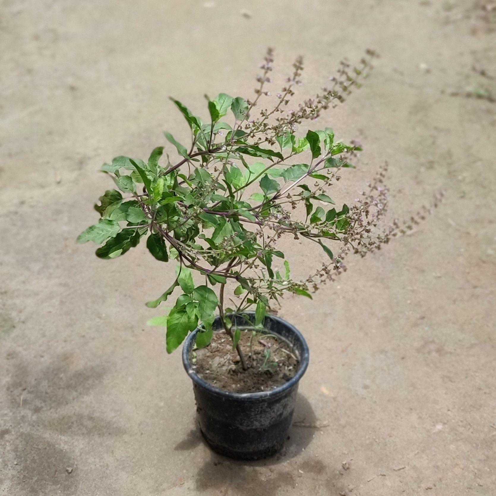 Rama Tulsi in 6 Inch Nursery Pot