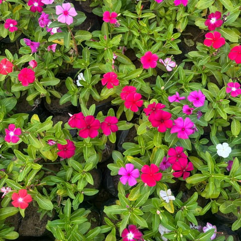 Set of 2 - Vinca / Periwinkle / Sadabahar (any colour) in 3 Inch Nursery bag